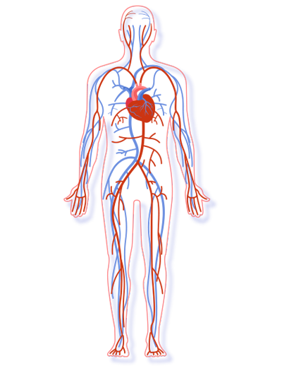 Circulatory System Diagram